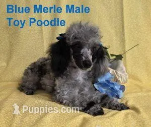 Adorable Blue Merle – Poodle - Toy  puppy for sale in Dandridge, TN