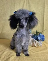 Adorable Blue Merle, a male Poodle - Toy  for sale in Dandridge, TN – Photo 7 of 7
