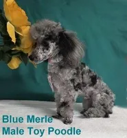 Adorable Blue Merle, a male Poodle - Toy  for sale in Dandridge, TN – Photo 2 of 7