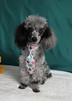 Adorable Blue Merle, a male Poodle - Toy  for sale in Dandridge, TN – Photo 5 of 7
