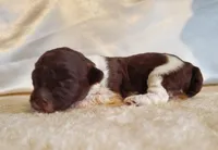 Brown Parti Fe AKC, a female Poodle - Toy  for sale in Dandridge, TN – Photo 3 of 4