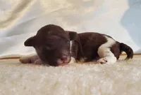 Brown Parti Fe AKC, a female Poodle - Toy  for sale in Dandridge, TN – Photo 1 of 4