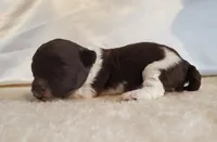 Brown Parti Fe AKC, a female Poodle - Toy  for sale in Dandridge, TN – Photo 4 of 4