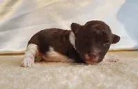 Brown Parti Fe AKC, a female Poodle - Toy  for sale in Dandridge, TN – Photo 2 of 4