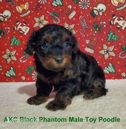 AKC Black/Apr Phantom