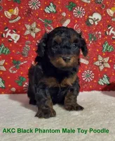 AKC Black/Apr Phantom, a male Poodle - Toy  for sale in Dandridge, TN – Photo 4 of 4