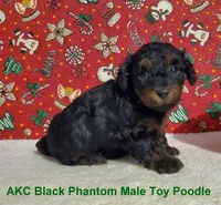 AKC Black/Apr Phantom, a male Poodle - Toy  for sale in Dandridge, TN – Photo 3 of 4
