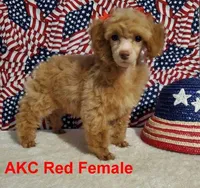 Mystic's Red Female, a female Poodle - Toy  for sale in Dandridge, TN – Photo 1 of 4
