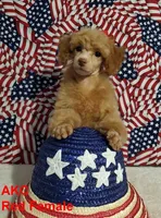 Mystic's Red Female, a female Poodle - Toy  for sale in Dandridge, TN – Photo 4 of 4