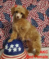 Mystic's Red Female, a female Poodle - Toy  for sale in Dandridge, TN – Photo 2 of 4