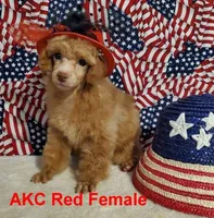 Mystic's Red Female, a female Poodle - Toy  for sale in Dandridge, TN – Photo 3 of 4
