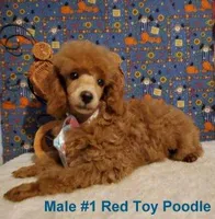 Red Male #1, a male Poodle - Toy  for sale in Dandridge, TN – Photo 1 of 4