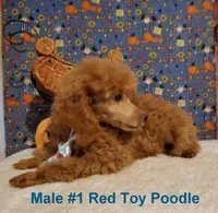 Red Male #1, a male Poodle - Toy  for sale in Dandridge, TN – Photo 4 of 4