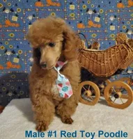 Red Male #1, a male Poodle - Toy  for sale in Dandridge, TN – Photo 3 of 4