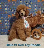 Red Male #1, a male Poodle - Toy  for sale in Dandridge, TN – Photo 2 of 4