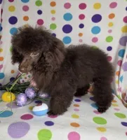 Gorgeous Brown, a female Poodle - Toy  for sale in Dandridge, TN – Photo 4 of 4