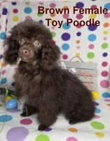 Gorgeous Brown, a female Poodle - Toy  for sale in Dandridge, TN – Photo 1 of 4