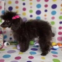 Gorgeous Brown, a female Poodle - Toy  for sale in Dandridge, TN – Photo 2 of 4