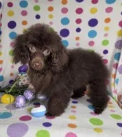 Gorgeous Brown, a female Poodle - Toy  for sale in Dandridge, TN – Photo 3 of 4
