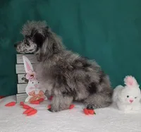 Stunning Blue Merle, a male Poodle - Toy  for sale in Dandridge, TN – Photo 2 of 4