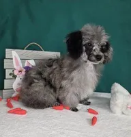 Stunning Blue Merle, a male Poodle - Toy  for sale in Dandridge, TN – Photo 4 of 4