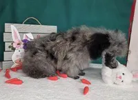 Stunning Blue Merle, a male Poodle - Toy  for sale in Dandridge, TN – Photo 3 of 4