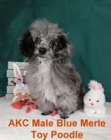 Stunning Blue Merle, a male Poodle - Toy  for sale in Dandridge, TN – Photo 1 of 4