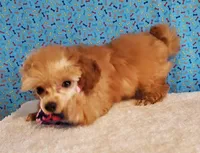 Apricot Baby, a male Poodle - Toy  for sale in Dandridge, TN – Photo 3 of 5