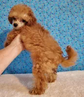 Apricot Baby, a male Poodle - Toy  for sale in Dandridge, TN – Photo 5 of 5