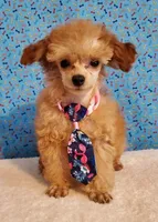 Apricot Baby, a male Poodle - Toy  for sale in Dandridge, TN – Photo 2 of 5