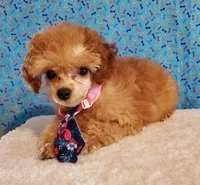 Apricot Baby, a male Poodle - Toy  for sale in Dandridge, TN – Photo 1 of 5