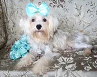 Runa, a female Yorkshire Terrier and Morkie for sale in Belton, TX – 8 of 8