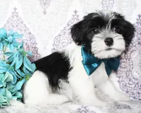 Biscuit, a male Yorkshire Terrier and Shorkie for sale in Belton, TX – 6 of 6