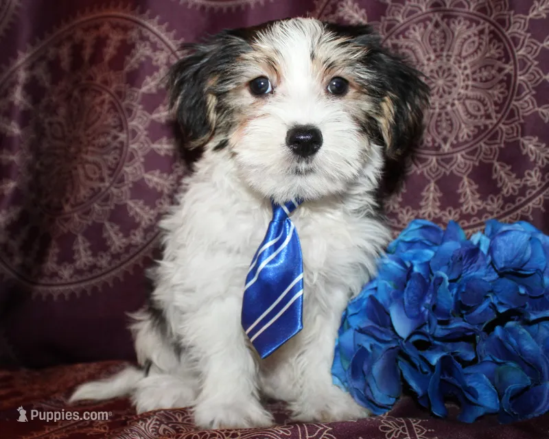 Wrigley – Yorkshire Terrier, Morkie puppy for sale in Belton, TX