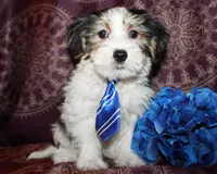 Wrigley, a male Yorkshire Terrier and Morkie for sale in Belton, TX – 1 of 8