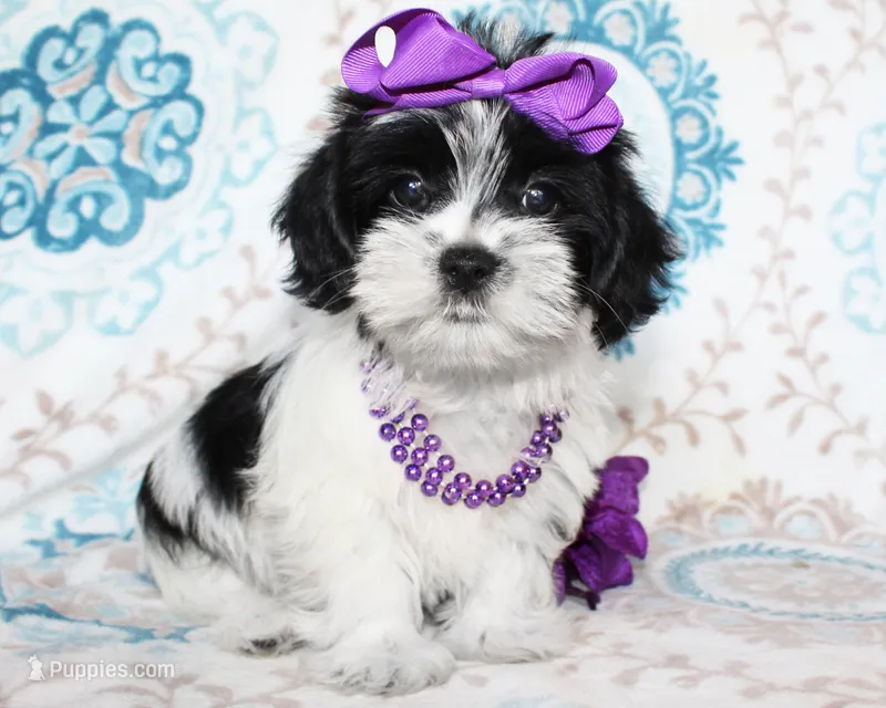 Hyacinth – Yorkshire Terrier, Shorkie puppy for sale in Belton, TX