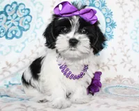 Hyacinth, a female Yorkshire Terrier and Shorkie for sale in Belton, TX – 1 of 6