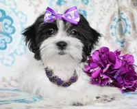 Clara, a female Yorkshire Terrier and Shorkie for sale in Belton, TX – 4 of 8