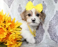 Elowen, a female Yorkshire Terrier and Shorkie for sale in Belton, TX – 4 of 6