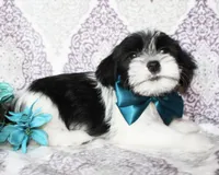 Biscuit, a male Yorkshire Terrier and Shorkie for sale in Belton, TX – 3 of 6