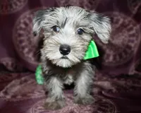 Sonic, a male Yorkshire Terrier and Morkie for sale in Belton, TX – 4 of 8