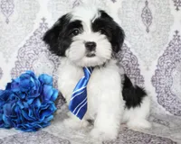 Cyclone, a male Yorkshire Terrier and Shorkie for sale in Belton, TX – 3 of 6