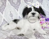 Clara, a female Yorkshire Terrier and Shorkie for sale in Belton, TX – 3 of 8