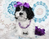 Hyacinth, a female Yorkshire Terrier and Shorkie for sale in Belton, TX – 5 of 6