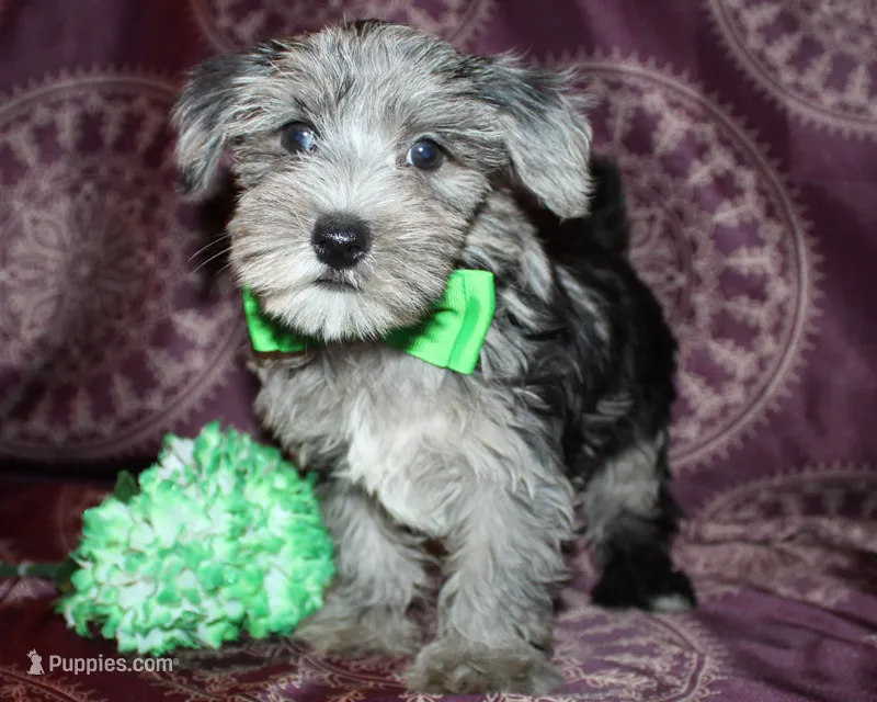 Sonic – Yorkshire Terrier, Morkie puppy for sale in Belton, TX