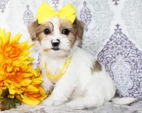 Elowen, a female Yorkshire Terrier and Shorkie for sale in Belton, TX – 1 of 6