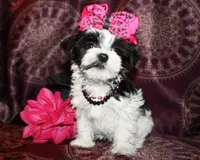 Verona, a female Yorkshire Terrier and Morkie for sale in Belton, TX – 4 of 8