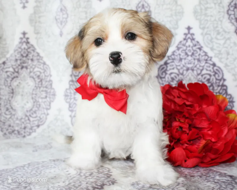 Derby – Yorkshire Terrier, Shorkie puppy for sale in Belton, TX