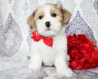 Derby, a male Yorkshire Terrier and Shorkie for sale in Belton, TX – 1 of 6
