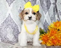 Elowen, a female Yorkshire Terrier and Shorkie for sale in Belton, TX – 2 of 6